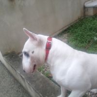 Male bull terrier mini lof saillie #3