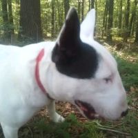 Male bull terrier mini lof saillie