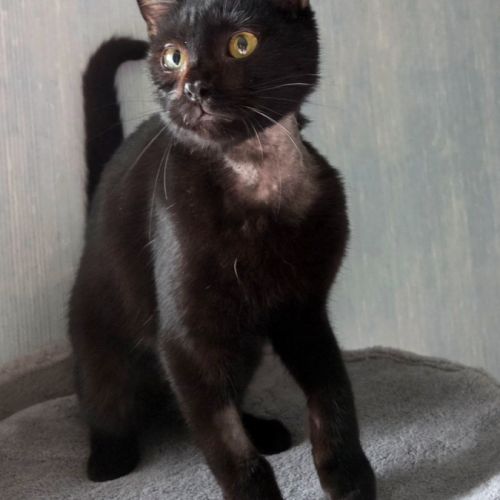 Lousti, un petit warrior avec option ronrons #4