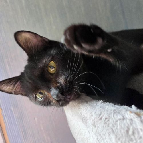 Lousti, un petit warrior avec option ronrons #5