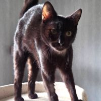 Lousti, un petit warrior avec option ronrons #2