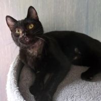 Lousti, un petit warrior avec option ronrons #3