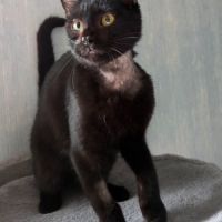 Lousti, un petit warrior avec option ronrons #4