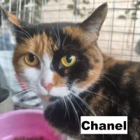 Chanel se trouve dans un refuge en ukraine