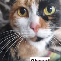 Chanel se trouve dans un refuge en ukraine #2