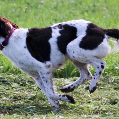 Chiots musterlander #0