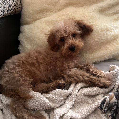 Maltipoo à adopter #1