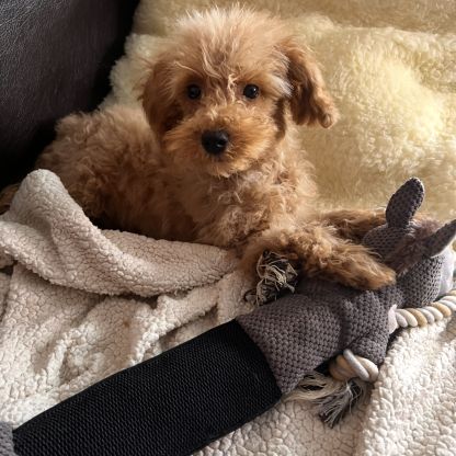 Maltipoo à adopter #0