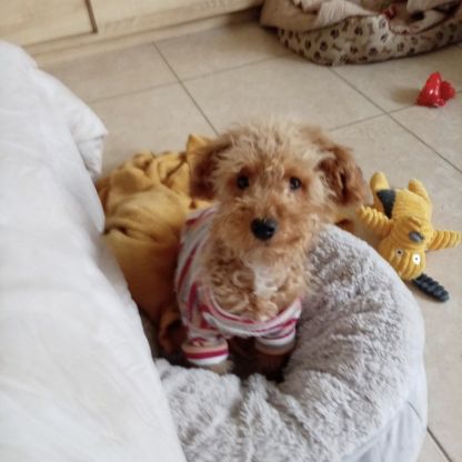 Maltipoo à adopter