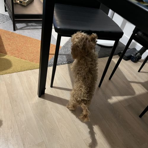 Maltipoo à adopter #4