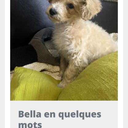Maltipoo à adopter #5