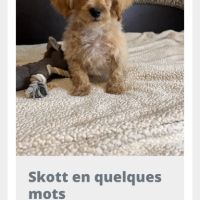 Maltipoo à adopter #6