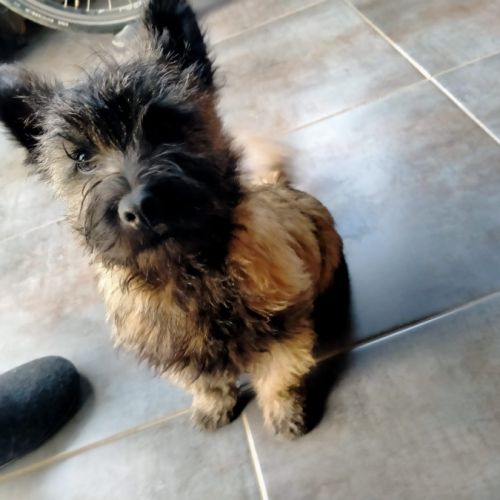 Chiot cairn terrier #1