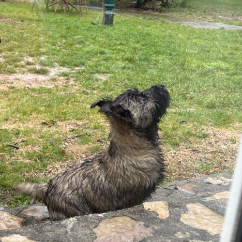 Chiot cairn terrier #0