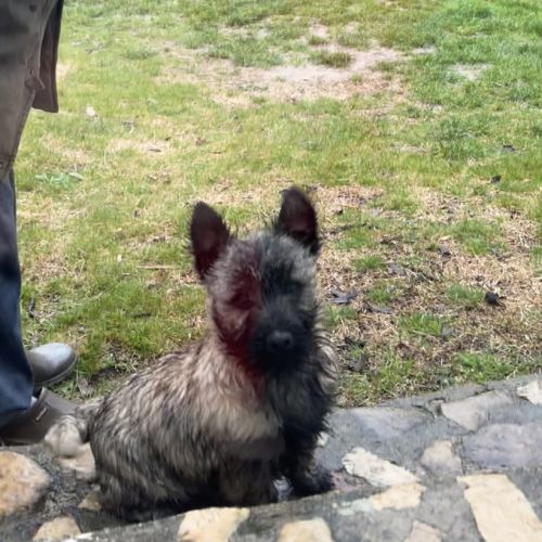 Chiot cairn terrier #3