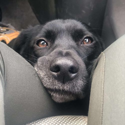 Adorable chien oby #1