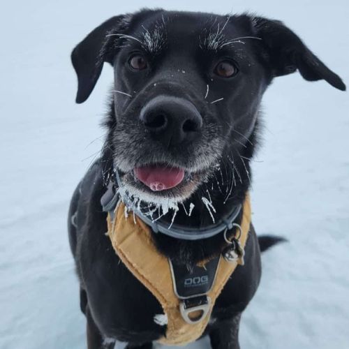 Adorable chien oby #8