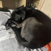 Adorable chien oby #2