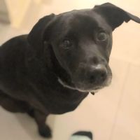 Adorable chien oby #3