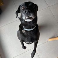 Adorable chien oby #0