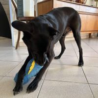 Adorable chien oby #5