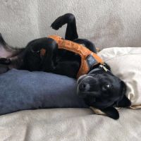 Adorable chien oby #6