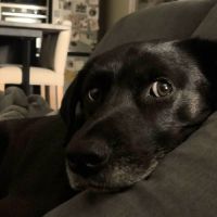 Adorable chien oby #7