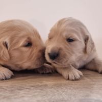 Chiot golden retriever testés toutes maladies