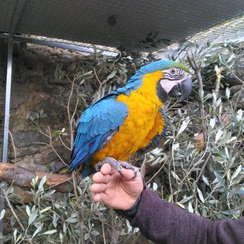 Ara ararauna #0