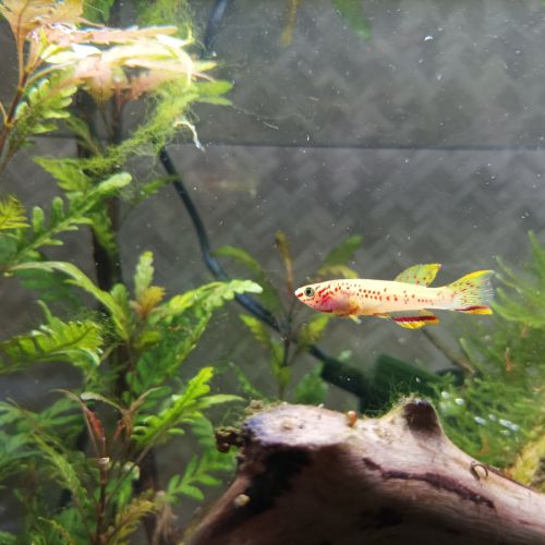 Un mâle et 3 femelles aphyosemions gardneri gold.