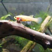 Un mâle et 3 femelles aphyosemions gardneri gold. #1