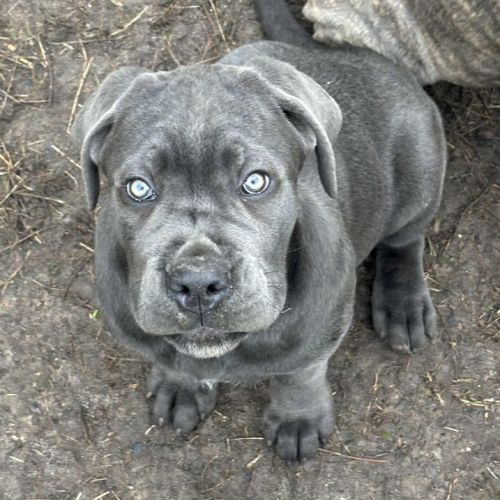 2 chiots cané corso lof de 2 mois dispo de suite