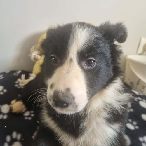 Magnifique chiots border collie