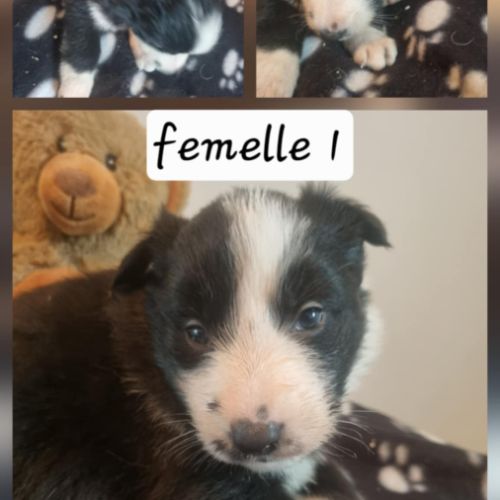 Magnifique chiots border collie #7