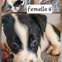 Magnifique chiots border collie