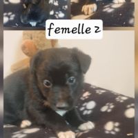 Magnifique chiots border collie #1