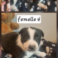 Magnifique chiots border collie #2