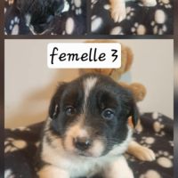 Magnifique chiots border collie #4