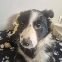 Magnifique chiots border collie