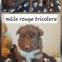 Magnifique chiots border collie #5