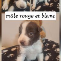 Magnifique chiots border collie #6