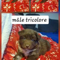 Magnifique chiots border collie