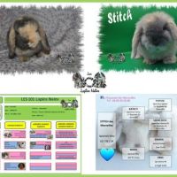 Mariages prévus prochainement #2