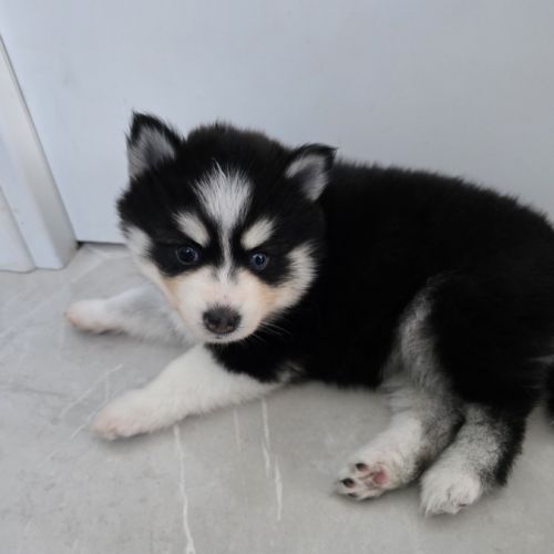 À réserver chiots pomsky f3 d'exception #2