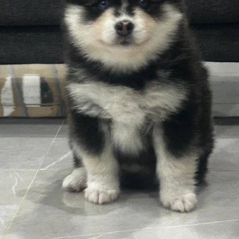 À réserver chiots pomsky f3 d'exception #3