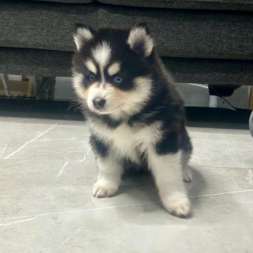 À réserver chiots pomsky f3 d'exception #4