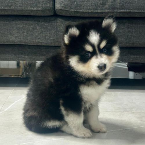 À réserver chiots pomsky f3 d'exception #7