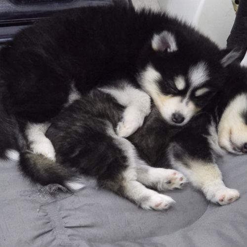 À réserver chiots pomsky f3 d'exception #8