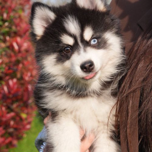 Dernier chiot pomsky f3 d'exception - yeux vairons #1