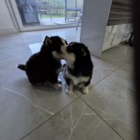 À réserver chiots pomsky f3 d'exception